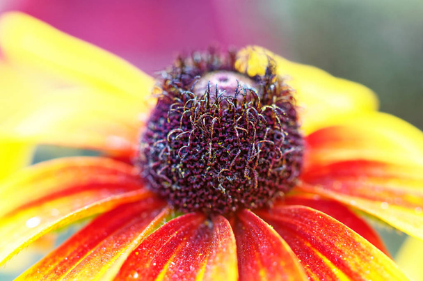 Rough sun hat Rudbeckia hirta in yellow and red colors with calyx - Photo, Image