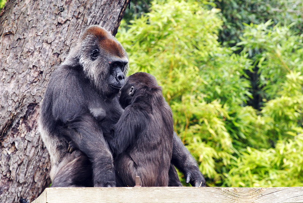 Una madre y un bebé goril
 - Foto, Imagen