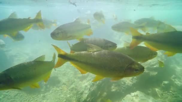 Víz alatti kilátás a sekély nagy Piraputanga halak úszás átlátszó víz folyó a turisztikai célállomása Bonito asszony, Brazília. Pikó Piraputanga halak. - Felvétel, videó