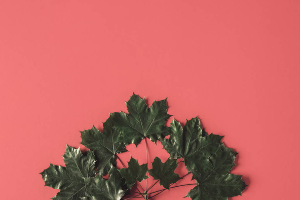 Висушене кленове листя на пастельному тлі. Автономний плоский прошарок
 - Фото, зображення