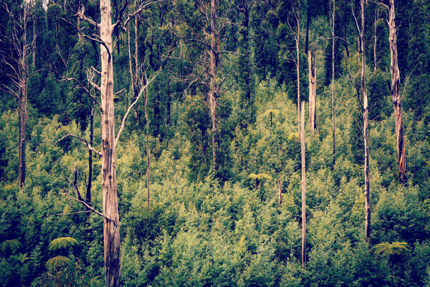 australijski lasu - Zdjęcie, obraz