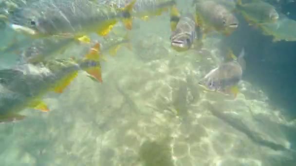Podwodny widok na Shoal dużych ryb Piraputanga pływanie na przezroczystej wodzie rzeki w turystycznym przeznaczenia Bonito MS, Brazylia. Shoal z ryb Piraputanga. - Materiał filmowy, wideo
