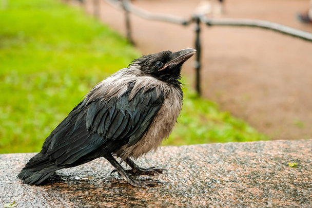 black disheveled and wet raven after a rain close up - Photo, Image