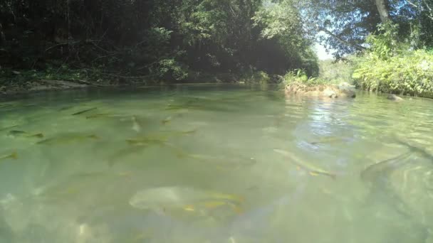 Widok powierzchni wody na Shoal dużych ryb Piraputanga pływanie na przezroczystej wodzie rzeki w turystycznym przeznaczenia Bonito MS, Brazylia. Shoal z ryb Piraputanga. - Materiał filmowy, wideo