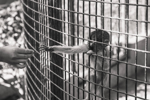 Ręka małpa trzymania klatki - Zdjęcie, obraz