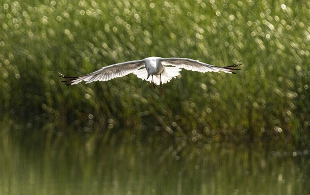 Чайка, що нависає над ставком, коли він бачить рибу, щоб зловити
 - Фото, зображення