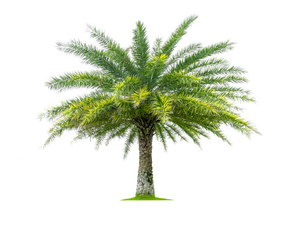 Palm boom geïsoleerd op witte achtergrond, tropische bomen geïsoleerd gebruikt voorontwerp, met knippen pad. - Foto, afbeelding