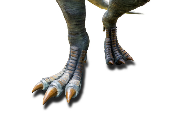 Tiranossauro (T-rex), pés de dinossauro andando de Tiranossauro (T-rex) em um fundo branco
. - Foto, Imagem