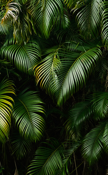 krajobraz lasów tropikalnych - Zdjęcie, obraz