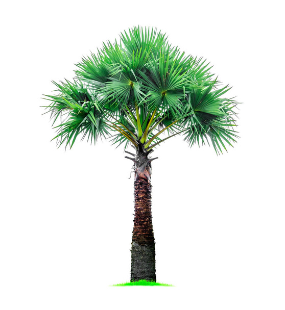 Palmboom geïsoleerd op witte achtergrond, met knippad - Foto, afbeelding