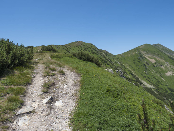 Bellissimo paesaggio montano dei monti Tatra occidentali o panorama Rohace. Picchi erbosi verdi taglienti con pini nani e sentiero escursionistico sul crinale. Estate cielo blu sfondo
 - Foto, immagini