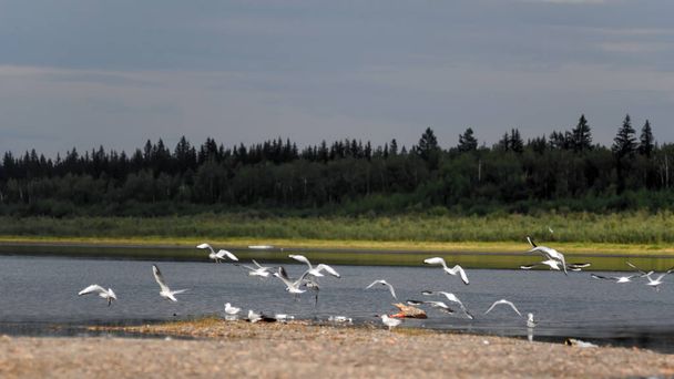 Osa luonnonvaraisten pohjoisen valkoisten lintujen parvesta lokit heiluttavat siipiään Viluy-joen rannalla Yakutiassa taiga-havumetsän taustalla roskissa
. - Valokuva, kuva