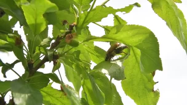 Cockchafer beetle swaying by the wind sitting on a branch eats green leaves of a fruit tree - Footage, Video