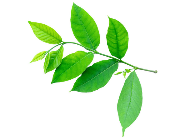 Green leaves isolated on a white background. File contains with clipping path. - Foto, Imagem