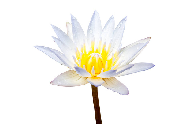 White lotus flower isolated on a white background. File contains with clipping path. - Photo, Image