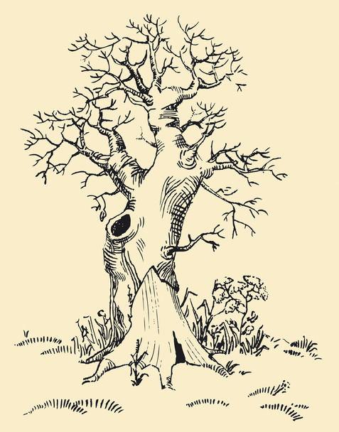 Vieil arbre
 - Vecteur, image