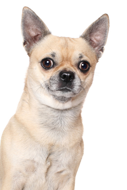 Chihuahua dog portrait - Φωτογραφία, εικόνα
