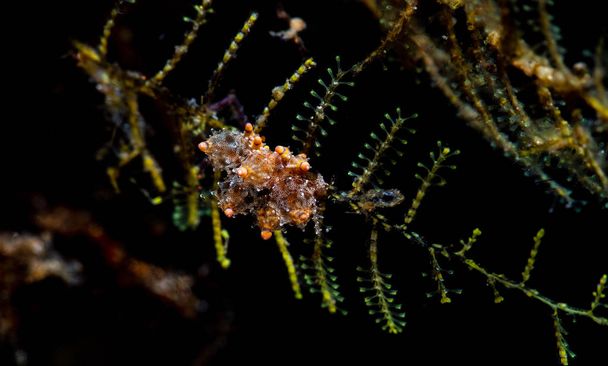 Nudibranch ryömii riutan yli
  - Valokuva, kuva