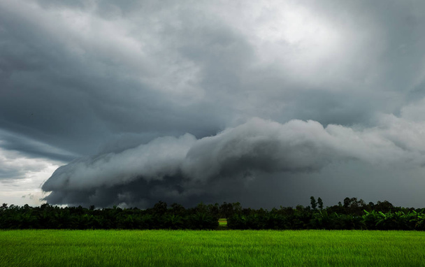 Black cloud Rainstorm is forming on green rice fields. - Photo, Image