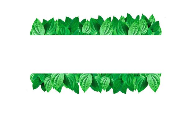 Green leaf frame isolate on white background - Zdjęcie, obraz