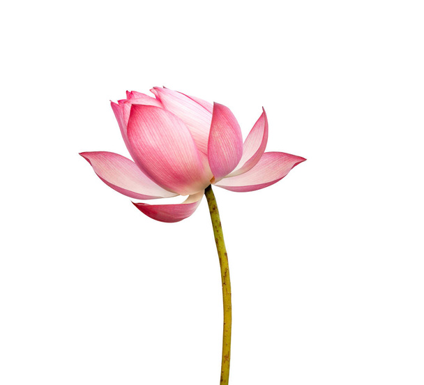 Růžový lotos květiny izolované na bílém pozadí. Soubor obsahuje cestu k oříznutí. - Fotografie, Obrázek