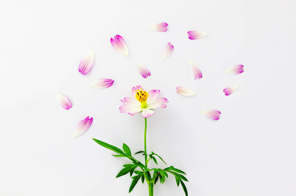 Çiçekler kompozisyon. Beyaz arka planda pembe ve beyaz çiçeklerden yapılmış desen. Üst görünüm - Fotoğraf, Görsel