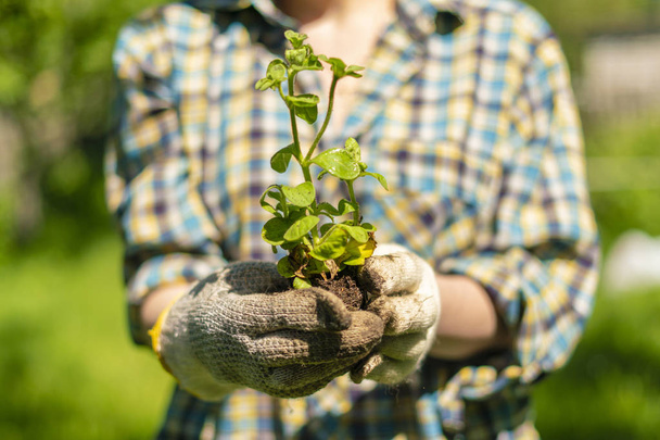 les femmes mains tiennent jeunes pousses de plantes au jardin, de nouveaux concepts de vie
 - Photo, image