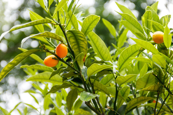 Frutas maduras y follaje de kumquat ovalado o kumquat de Nagami
  - Foto, Imagen