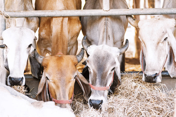 Αγελάδα που τρώει άχυρο ρυζιού στη φάρμα - Φωτογραφία, εικόνα