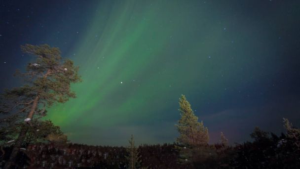Amazing Northern Lights aurora borealis in Finalnd nordic nature landscape background. Very strong Northern Lights with trees background. Aurora borealis attract every year tourists and nature lovers. - Photo, Image