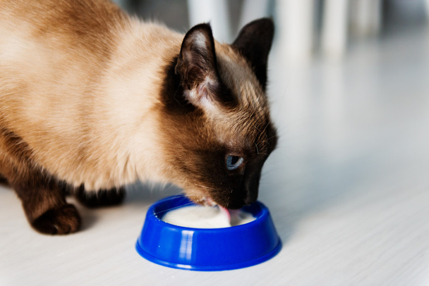 domestic cat drinking milk - Valokuva, kuva