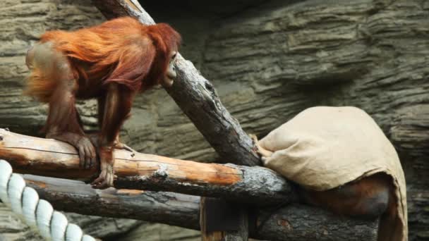 Adult orangutan sits on beams and holds rope in zoo - Video