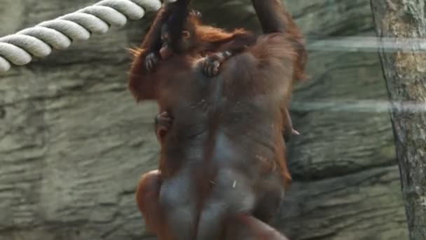 Adult mother orangutan climb on beams with child - Filmati, video