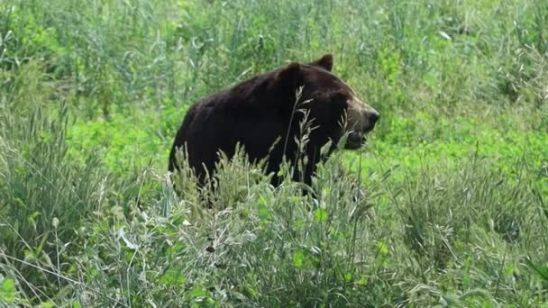 Bears in bear country, south Dakota,  - Кадри, відео