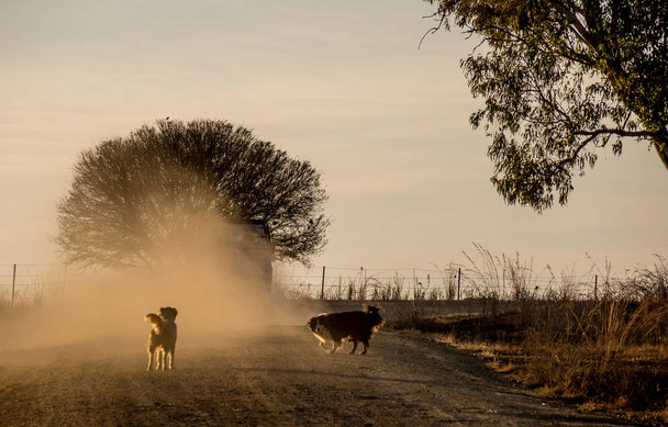 Deux chiens pourchassent un véhicule à moteur sur une image poussiéreuse de route de terre en format paysage avec espace de copie
 - Photo, image