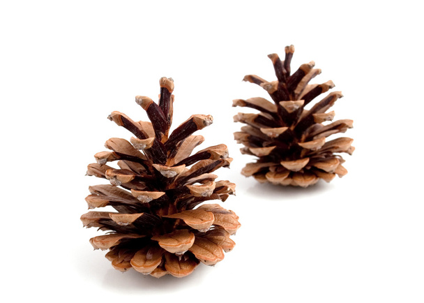 Cones pine - Photo, Image