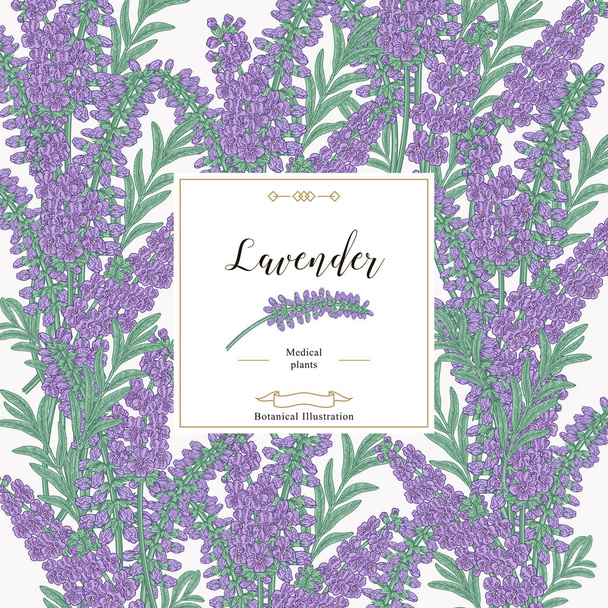 Lavender background. Colorful lavender leaves and flowers. Medical and cosmetic herbs. Vector illustration botanical. - Vector, Image