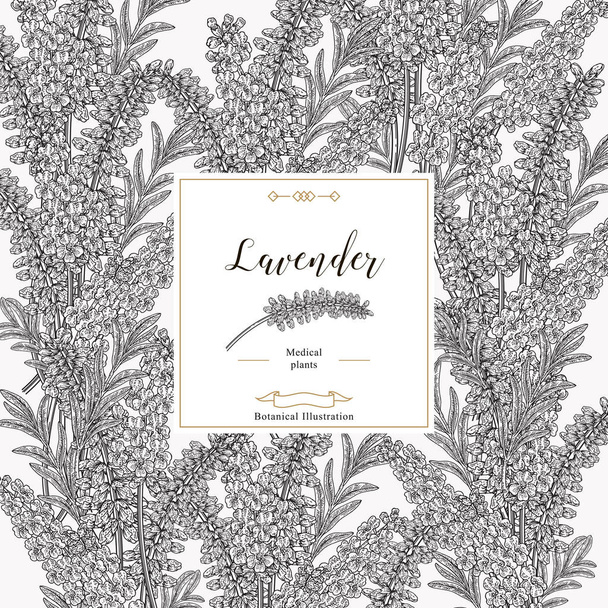 Levendula háttér. Fekete-fehér levendula levelei és virágai. Gyógyászati és kozmetikai gyógynövények. Vektoros illusztráció botanikai. - Vektor, kép