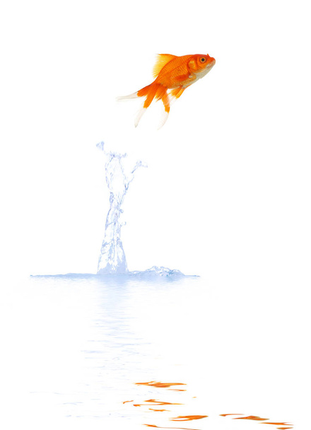goldfish jump - Foto, afbeelding
