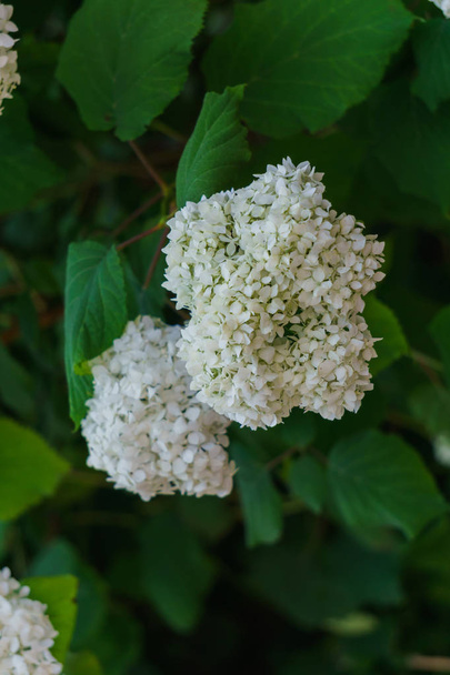 Inflorescencia de las flores blancas de hortensia en el jardín
. - Foto, imagen