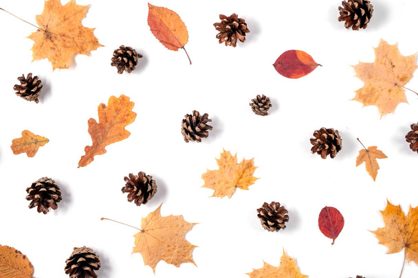 Herfst samenstelling. Patroon gemaakt van gedroogde bladeren, kegels op witte achtergrond. Herfst en Thanksgiving dag concept. Platte lay, bovenaanzicht, kopieer ruimte - Foto, afbeelding