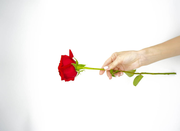 Hand with beautiful scarlet rose on white background - Foto, Bild
