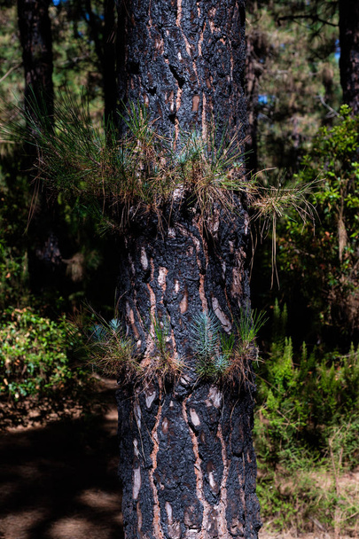 Ciemne szarpany kora sosny po pożarze lasu - Zdjęcie, obraz