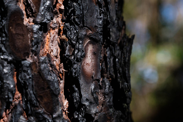 Casca de pinho carbonizada escura depois de um incêndio na floresta
 - Foto, Imagem