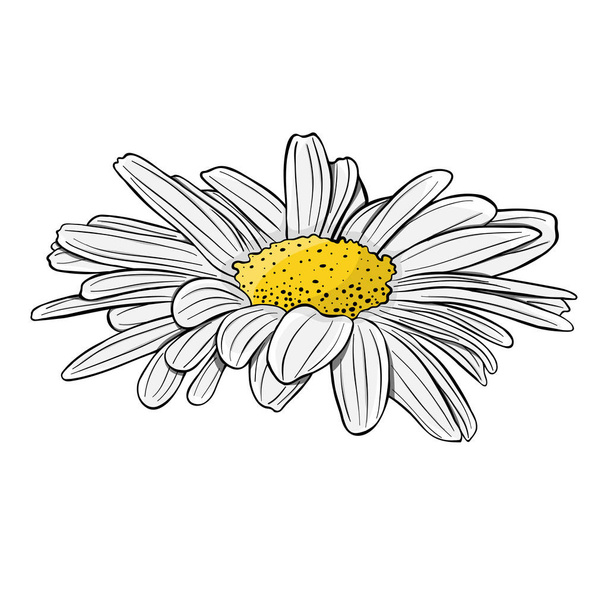 Kamillenblüte. isoliert auf weißem Hintergrund. handgezeichnete Vektor-Illustration. - Vektor, Bild