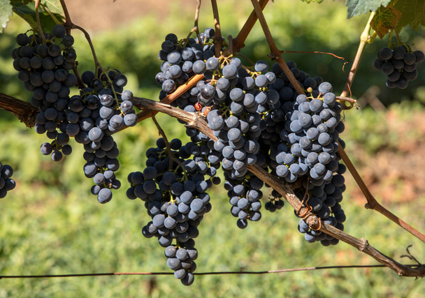 Vörösbor szüretelésre és bortermelésre kész szőlő. Saint Emilion, Franciaország - Fotó, kép