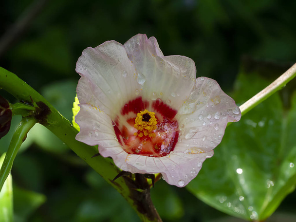Close-up Hibiscus sabdariffa of Roselle bloem. - Foto, afbeelding