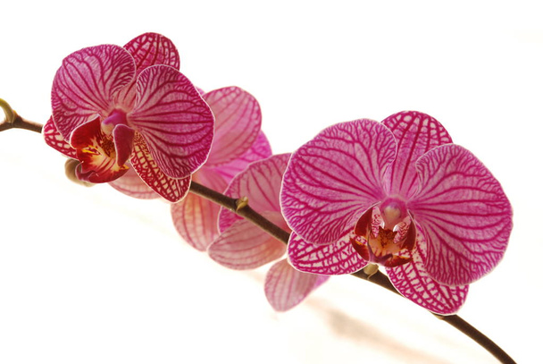 Zozuliantsev nebo Orchidaceae (Orchidaceae) - domovina jednokvětých trvalých suchozemských nebo epifytických (v tropech) bylinných rostlin - Fotografie, Obrázek