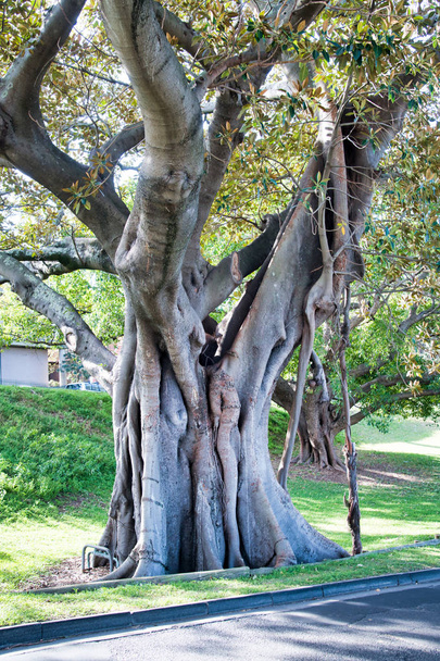 typische sydney bäume, australien - Foto, Bild