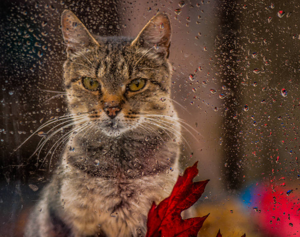 Pencerenin dışında bir kedi güzel portre - Fotoğraf, Görsel